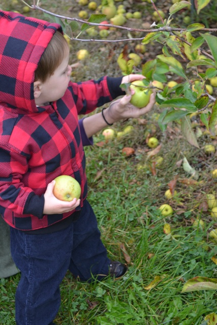 apple picking-2