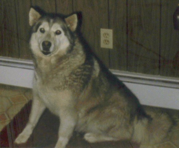 Mickey - 12 yrs old when she passed