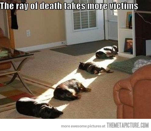 funny-dogs-sleeping-ray-of-light